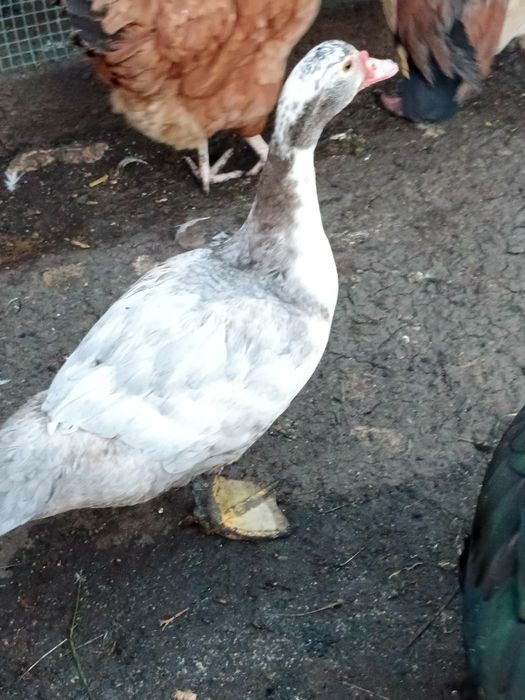 Sprzedam kaczki, kaczory francuskie,, biegusy indyjskie