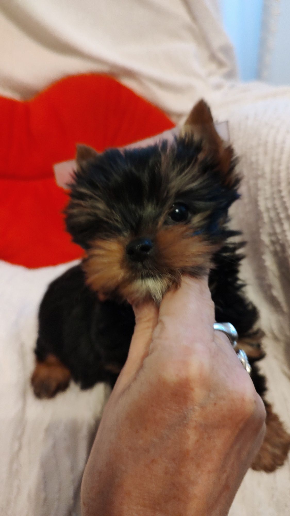 Yorkshire terrier york sunia