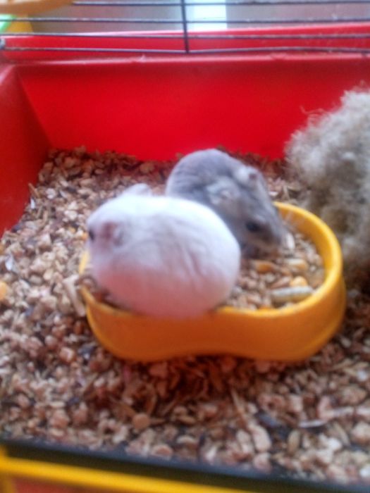 Джунгарик Кременчуг