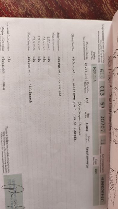 Kucyk klaczka bardzo spokojna