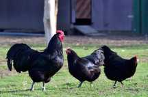 Jajka lęgowe australorp
