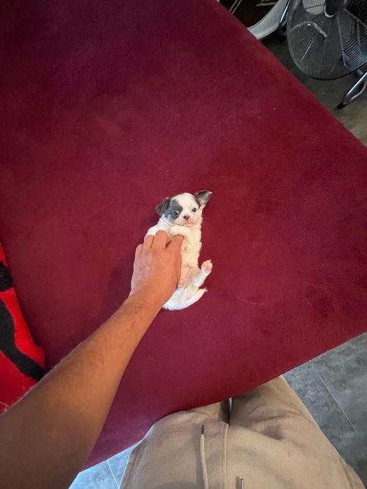 Chihuahua macho pelo longo