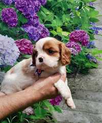 Cavalier King Charles Spaniel ZKwP FCI piesek