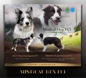 Suczka border collie bialo czarna