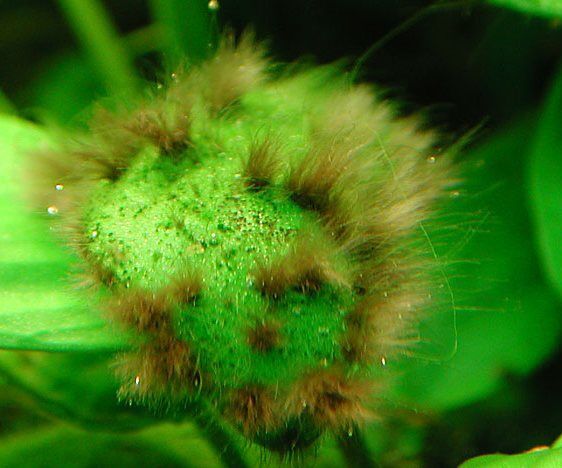 Продам сайдекс sydex cydex 2,5% уход за аквариумом глутаровый альдегид