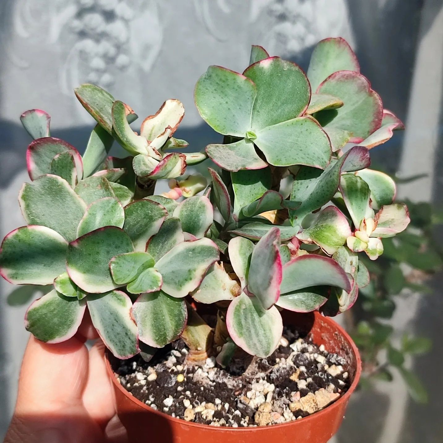 Crassula Curly Green variegata крассула курлі Грін варієгатна красула