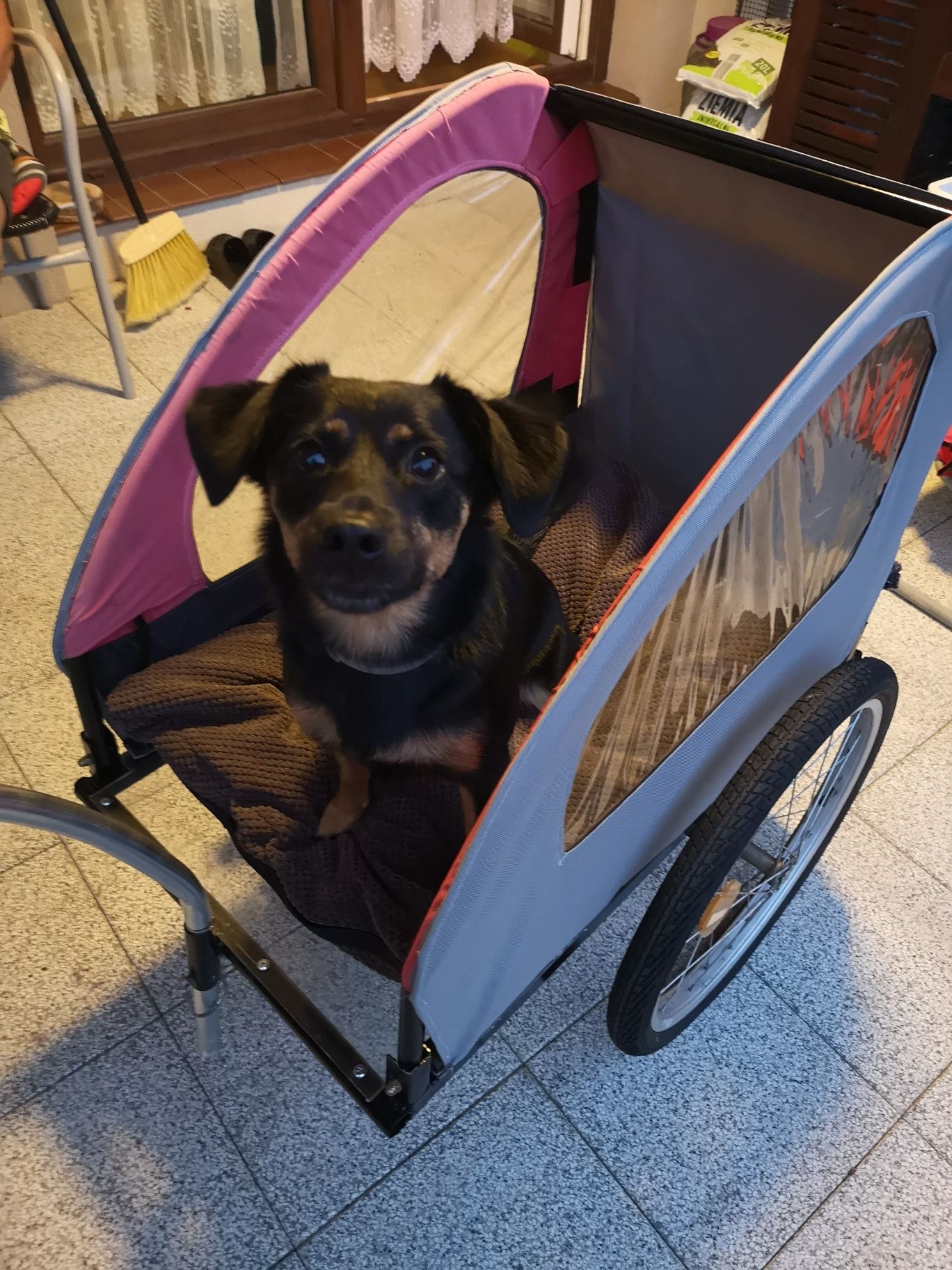 Przyczepka rowerowa dla psa