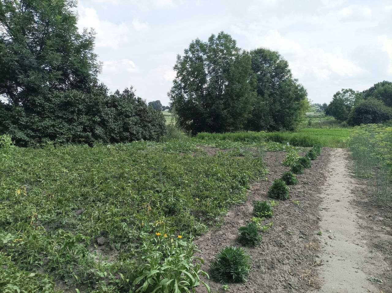 Продається будинок в центрі громади