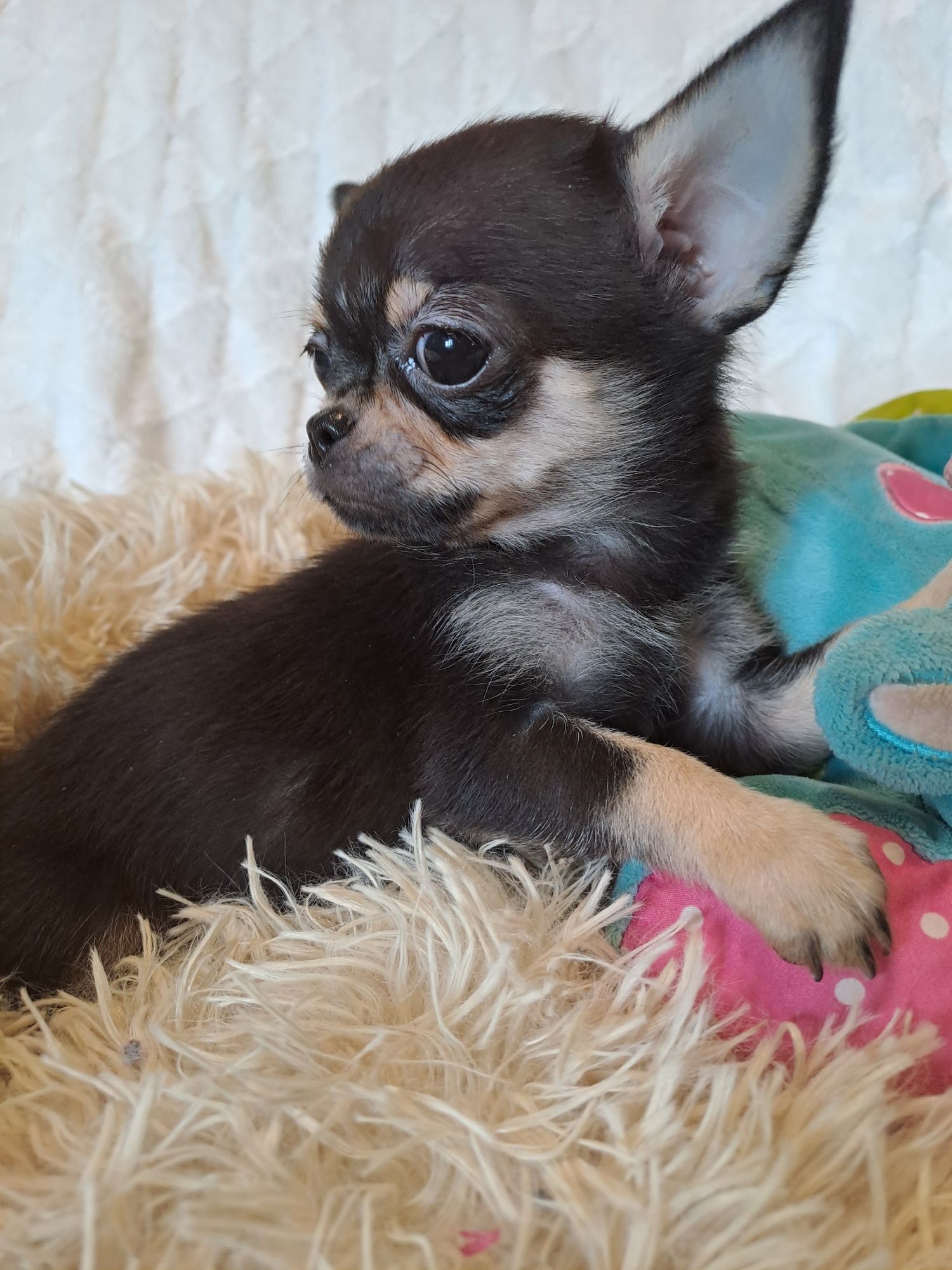 ** SPAYKUŚ**chihuahua xxs black gotowy do odbioru