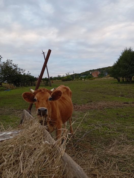 Продам телицю породи джерсей