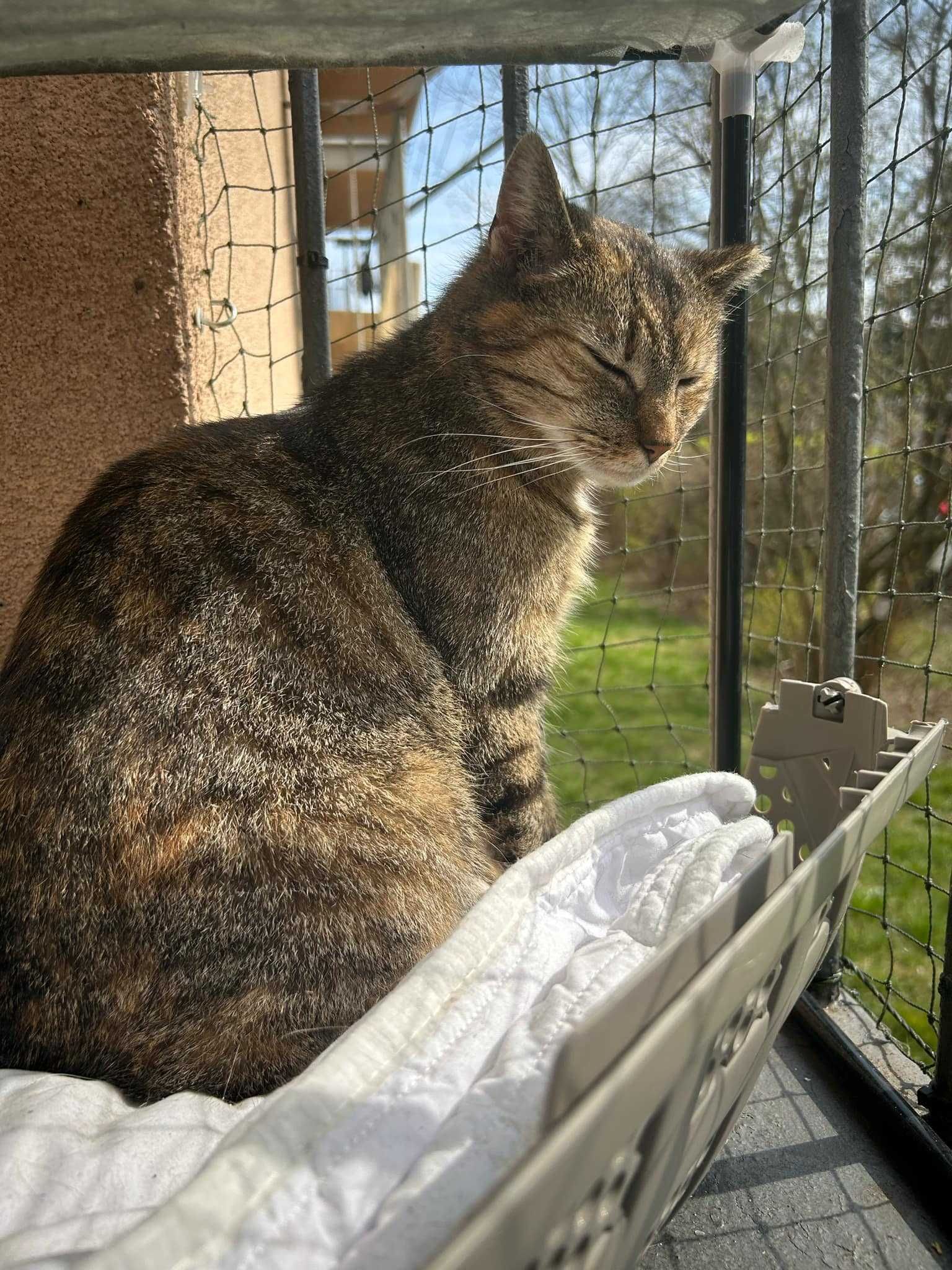 Śliczna Buba do adopcji