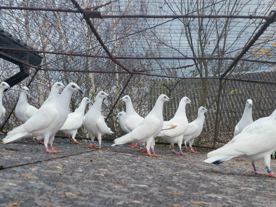Gołębie jasne srebrniaki składowe 20 szt
