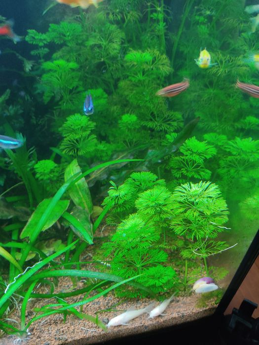 Рослини до акваріуму