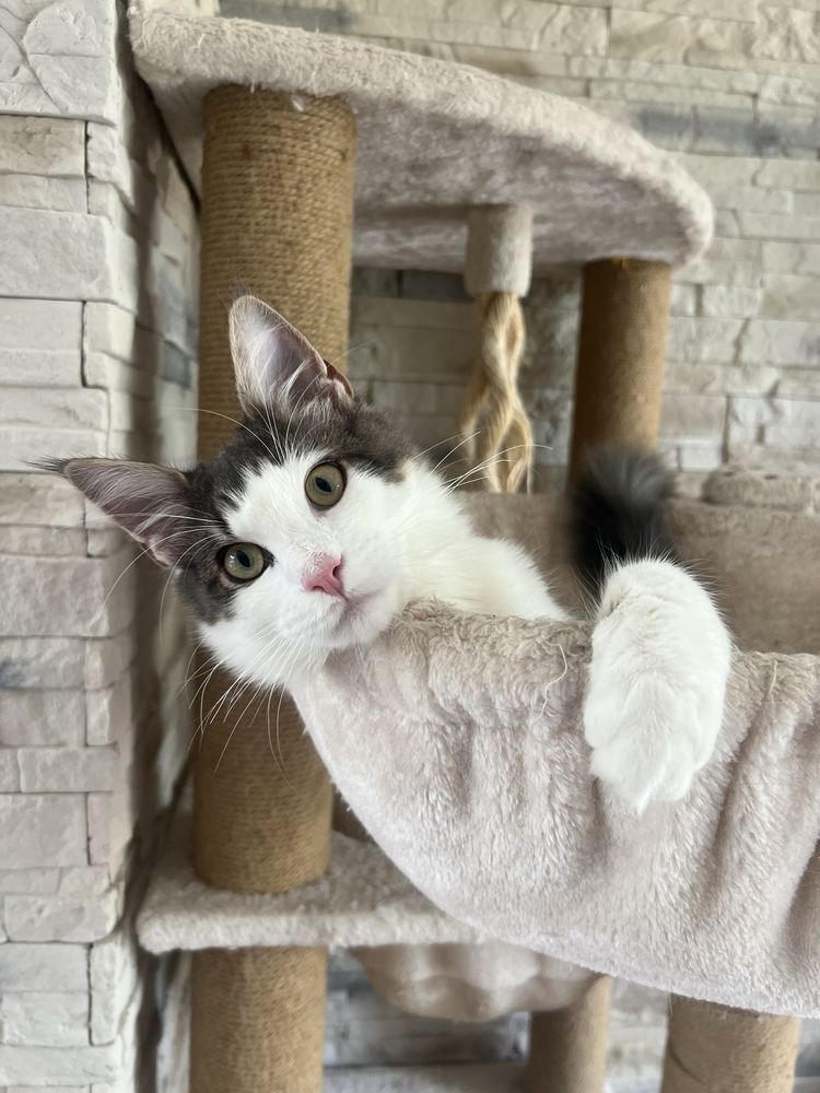 Kotka Maine Coon GOTOWA DO odbioru
