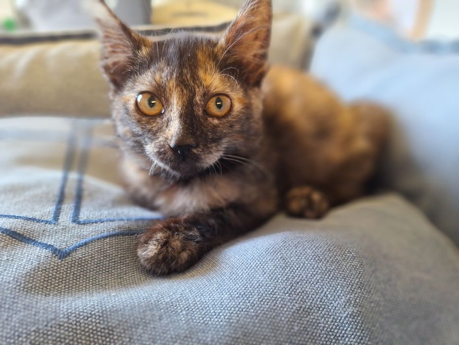 Tiana, para adoção