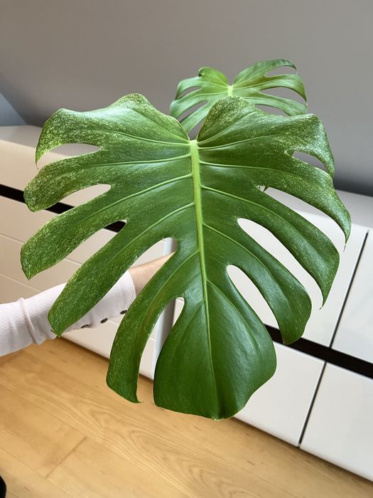 Monstera Deliciosa Mint (szczyt)