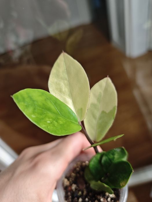 Zamioculcas variegata
