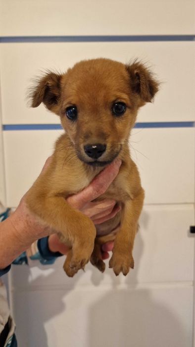 Oddam ślicznego szczeniaczka w dobre ręce