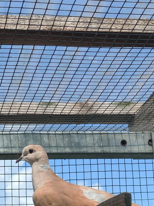 Sprzedam gołąbki cukrówki