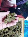 1g Godfather OG Susz Roślinny cbt cbl cbc Legalne ! Działa !
