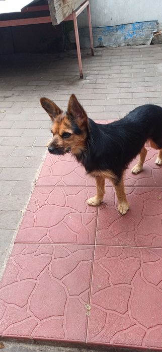 Декоративна міні дівчинка 5 кг