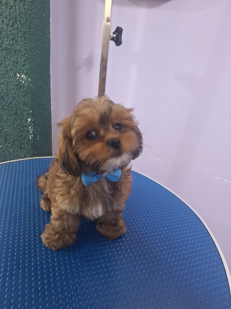 Shihpoo shitzu pudel