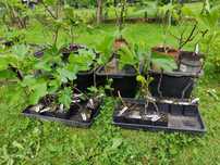 Figowiec, figa, ficus carica
