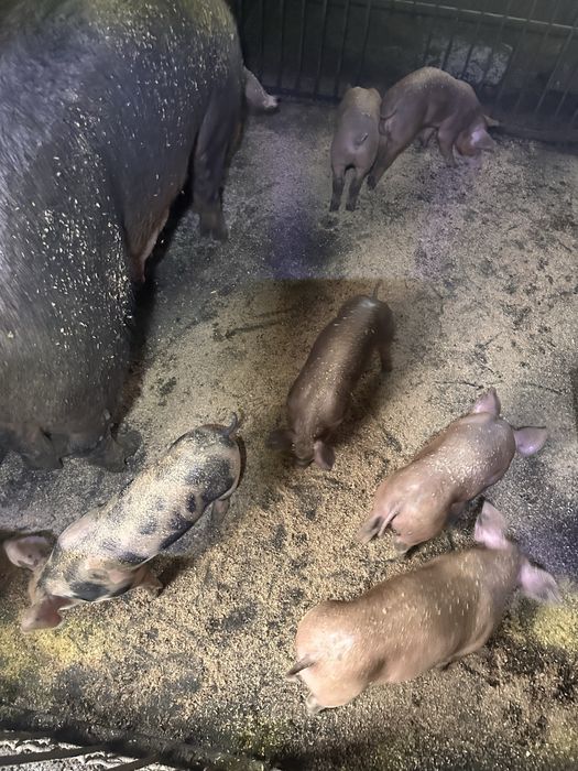 Продам поросят мясної породи