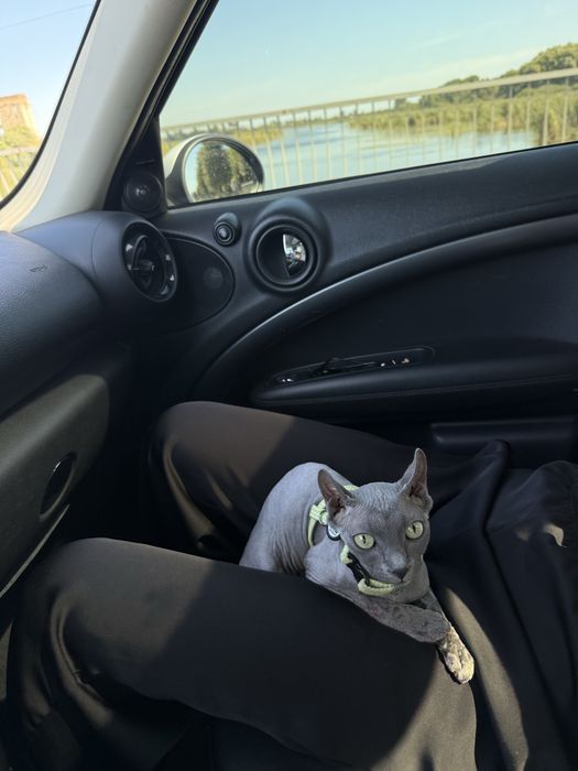 Девон -Рекс котята