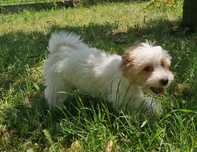 York Suka Yorkshire terrier biało-złota obniżka ceny ostatnie godziny