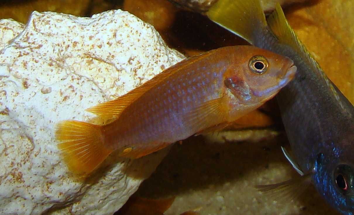 Pyszczak rdzawy Iodotropheus sprengerae