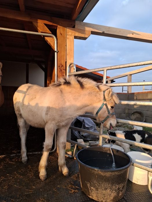 Ogier  Fiord z wybitnym rodowodem