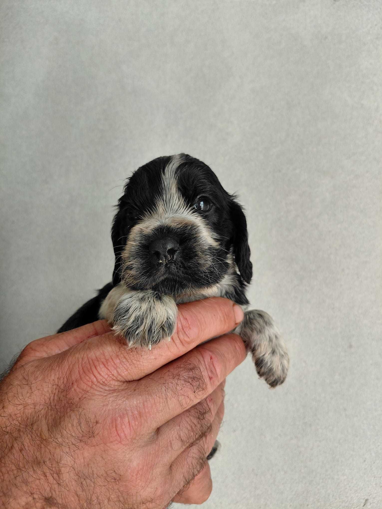 Cocker Spaniel Inglês TOP