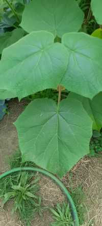 Paulownia Elongata