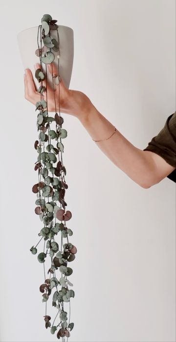 Ceropegia Woodii ukorzenione odnozki