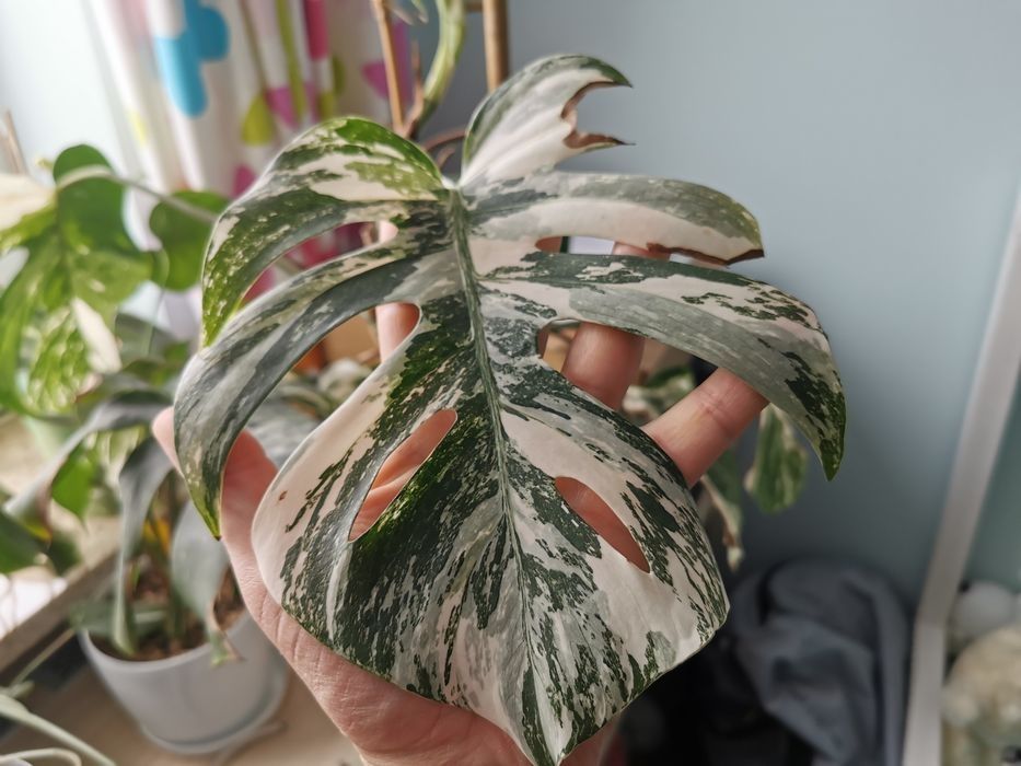 Monstera variegata liście