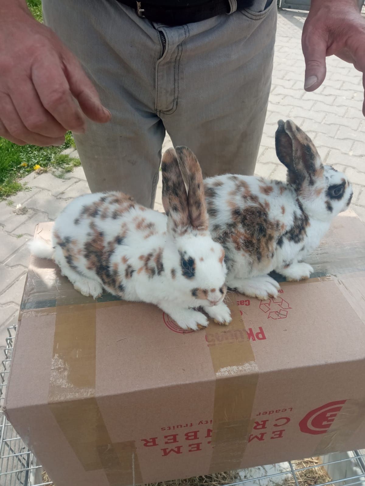 Królik rex - młodzież