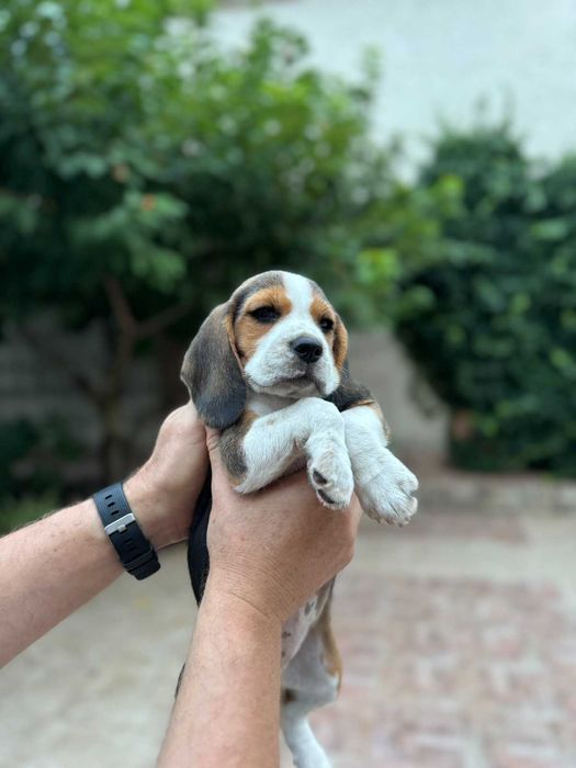 Спортсмен бігль, Миколаїв