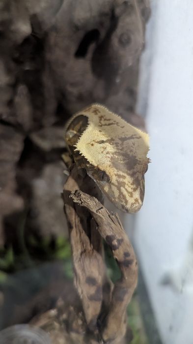 Gekon orzęsiony, samica