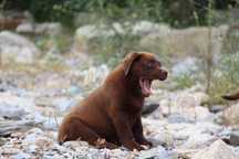 Labrador Retriever com Lop e Afixo