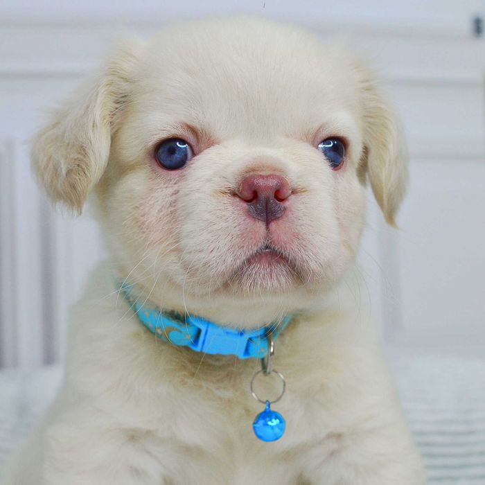 Неймовірні малюки у пошуках люблячих родин!