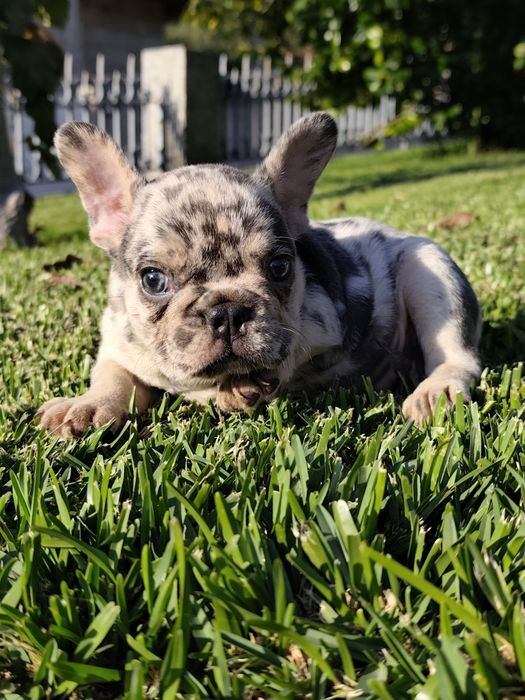 Bulldog creme femea