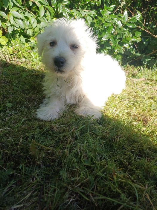 West highland white terrier