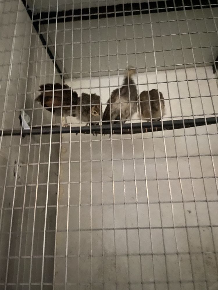4 pavoes bebes para despachar