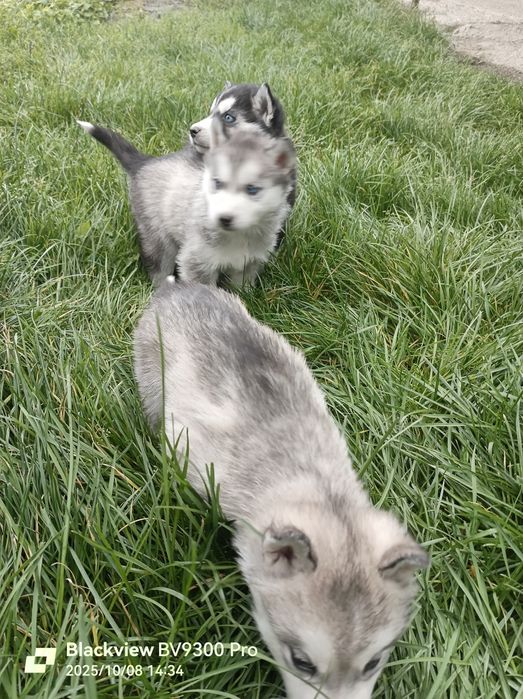 Цуценята хаскі  дівчатка