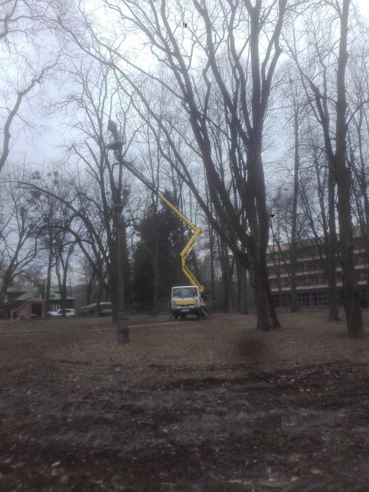 Wycinka drzew/Karczowanie/Rębak/Zwyżka/Malowanie/Mycie/Drewno opałowe