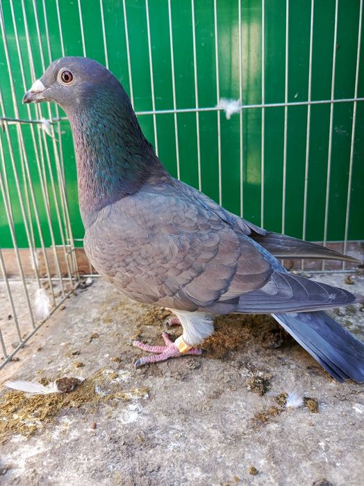 Pocztowe Rubella sooty indigo