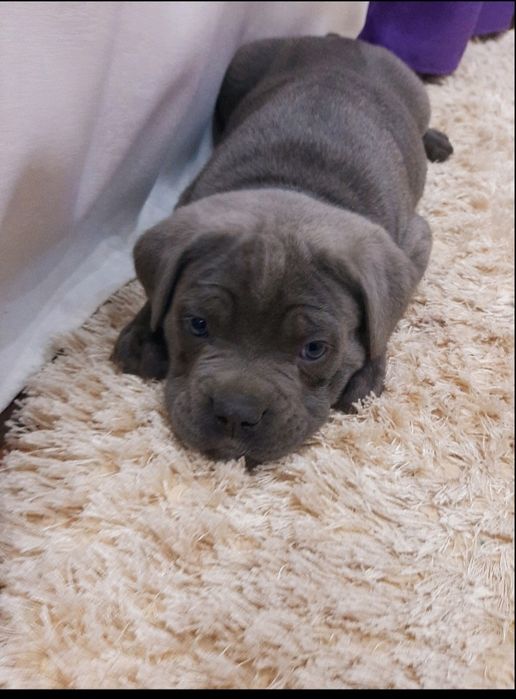 Цуцики кане, голубої окраси