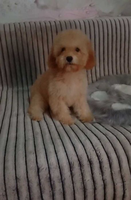 F2 Мальтіпу Стандарт