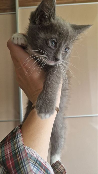 Віддам 1-3 кошенят у добрі руки